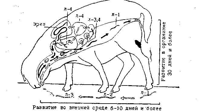 Схема развития стронгилят жкт жвачных