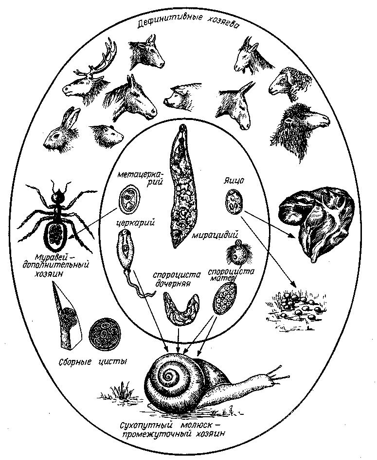 Жизненный цикл ланцетовидного сосальщика схема с описанием