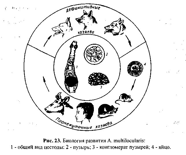 Развитие эхинококка схема - 84 фото