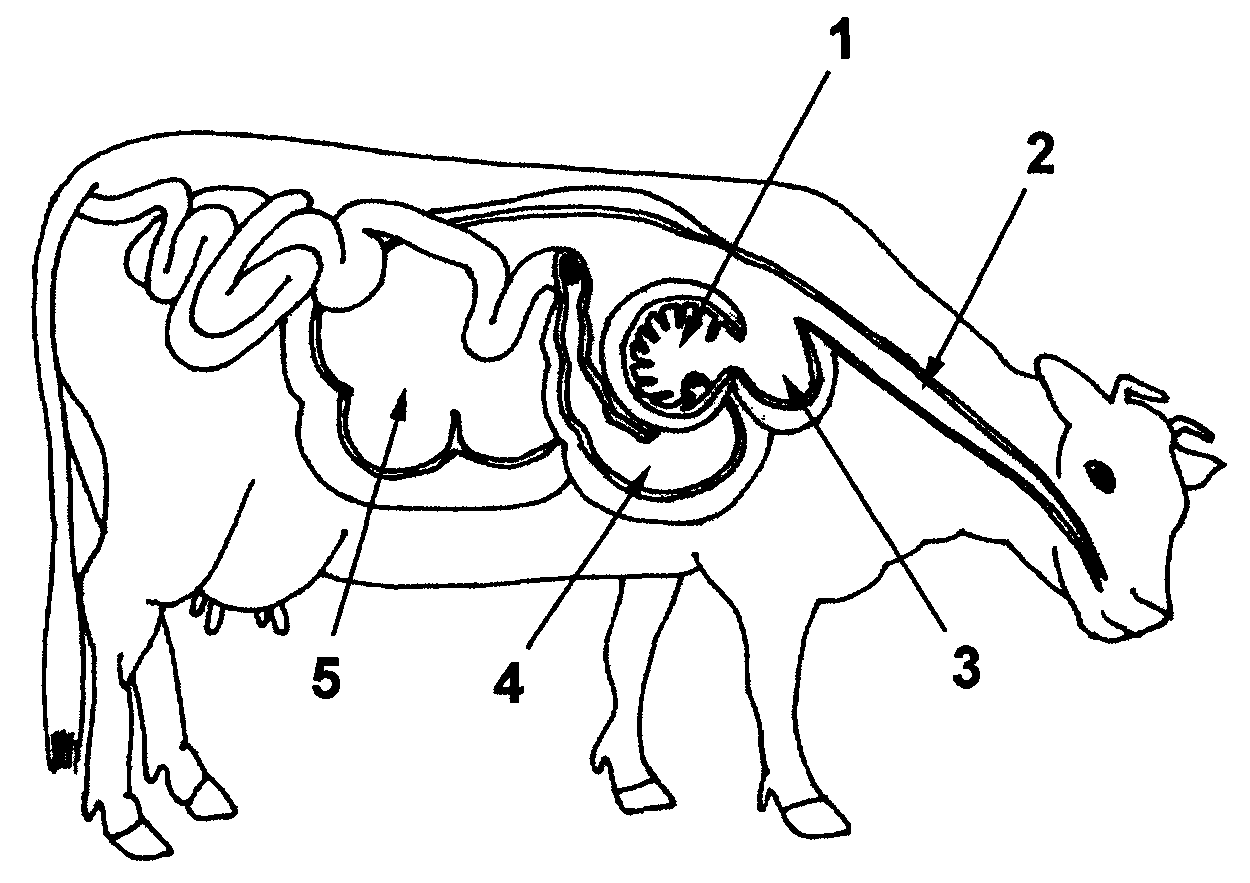 На рисунке изображена пищеварительная система животного. Строение пищеварительной системы жвачных животных. Пищеварительная система КРС схема. Пищеварительный тракт коровы. Пищеварительная система крупного рогатого скота.
