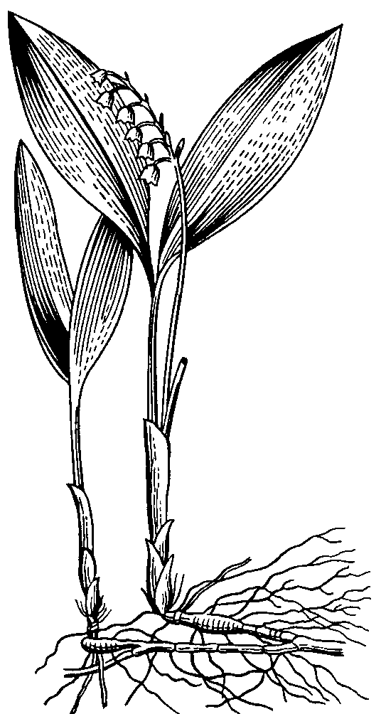Корневище стебель. Листья низовой формации. Корневище ландыша. Ландыш Майский листья. Ландыш корень.