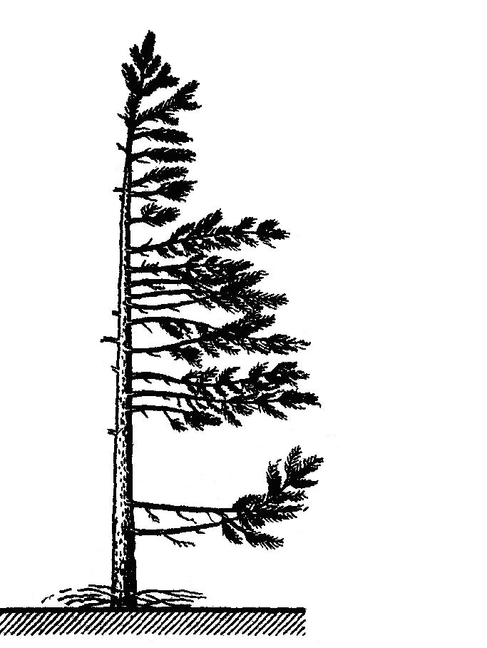 На рисунке изображена флаговая форма сосны произрастающей на морском берегу что стало причиной