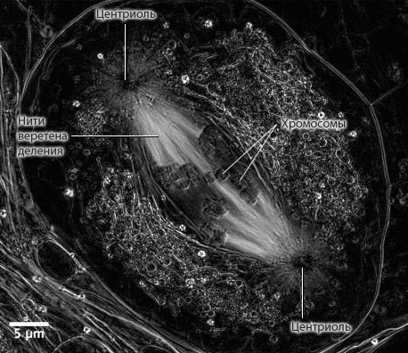 Деление фотографии. Центриоли Веретено деления. Нити веретена деления. Веретено деления микрофотография. Веретено деления в микроскопе.