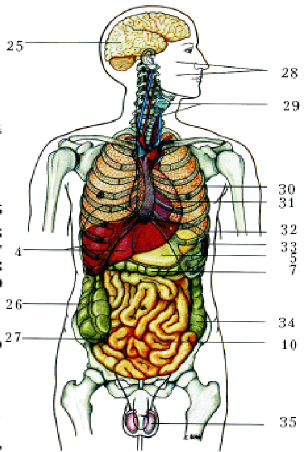 Анатомия человека расположение органов