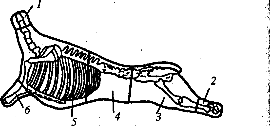 Схема разделки туши баранины