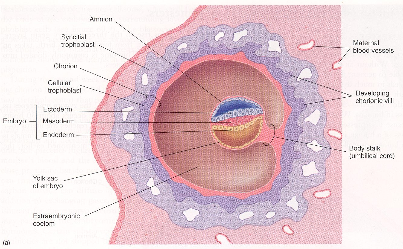 Эмбриология гистология. Амнион эмбриология. Амнион и желточный мешок. Строение аллантоиса гистология. Строение стенки амниона.