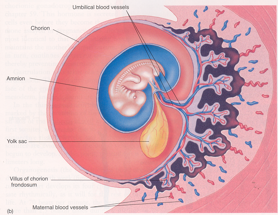 Плод человека получает кислород через. Амнион хорион аллантоис. Эмбриональные оболочки хорион амнион аллантоис. Зародышевые оболочки амнион и хорион. Строение зародыша хорион амнион.