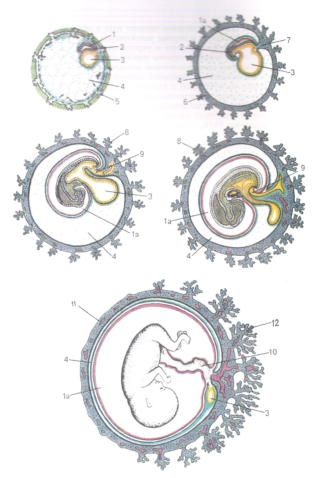 Схема развития внезародышевых органов у млекопитающих