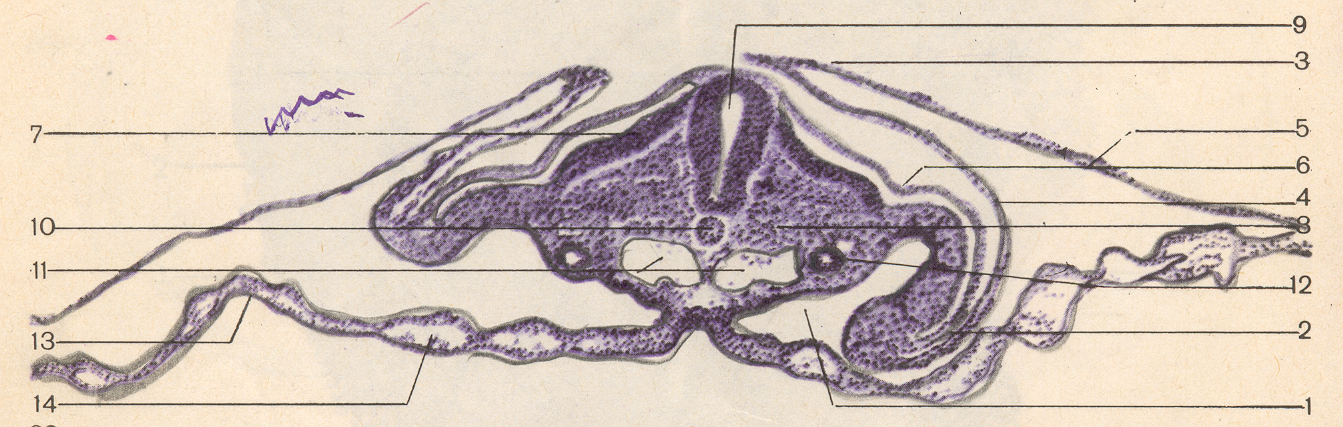 Стадии зародыша курицы. Туловищная складка зародыша. Мезенхима зародыша курицы. Туловищная и амниотическая складки зародыша курицы. Мезенхима зародыша курицы гистология.
