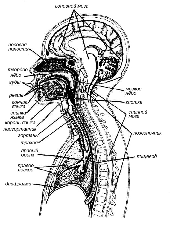 Анатомия органов речи. Центральный и периферический речевой аппарат схема. Строение периферического отдела речевого аппарата схема. Периферический отдел речевого аппарата дыхательный отдел. Строение артикуляционного отдела речевого аппарата.