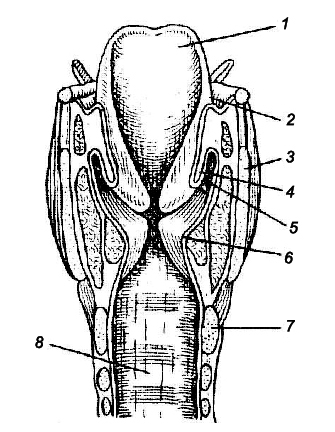 Полость гортани рисунок. Фронтальный разрез гортани анатомия. Морганиевы желудочки гортани.