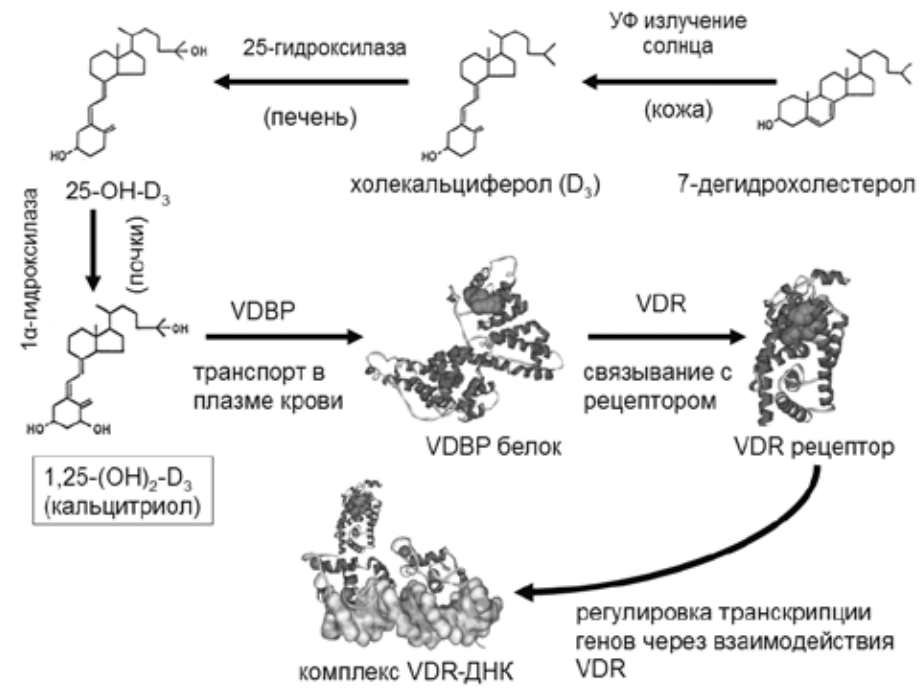 Синтез витаминов в организме. Схема синтеза витамина д3. Этапы синтеза витамина д. Механизм действия витамина д3. Синтез витамина д биохимия.
