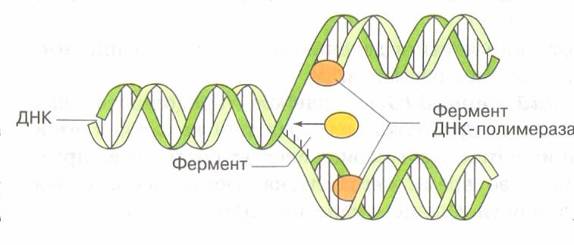 Удваивается молекула днк. Схема репликации молекулы ДНК. Схема редупликации ДНК. Схема удвоения ДНК. Репликация (редупликация, удвоение ДНК).