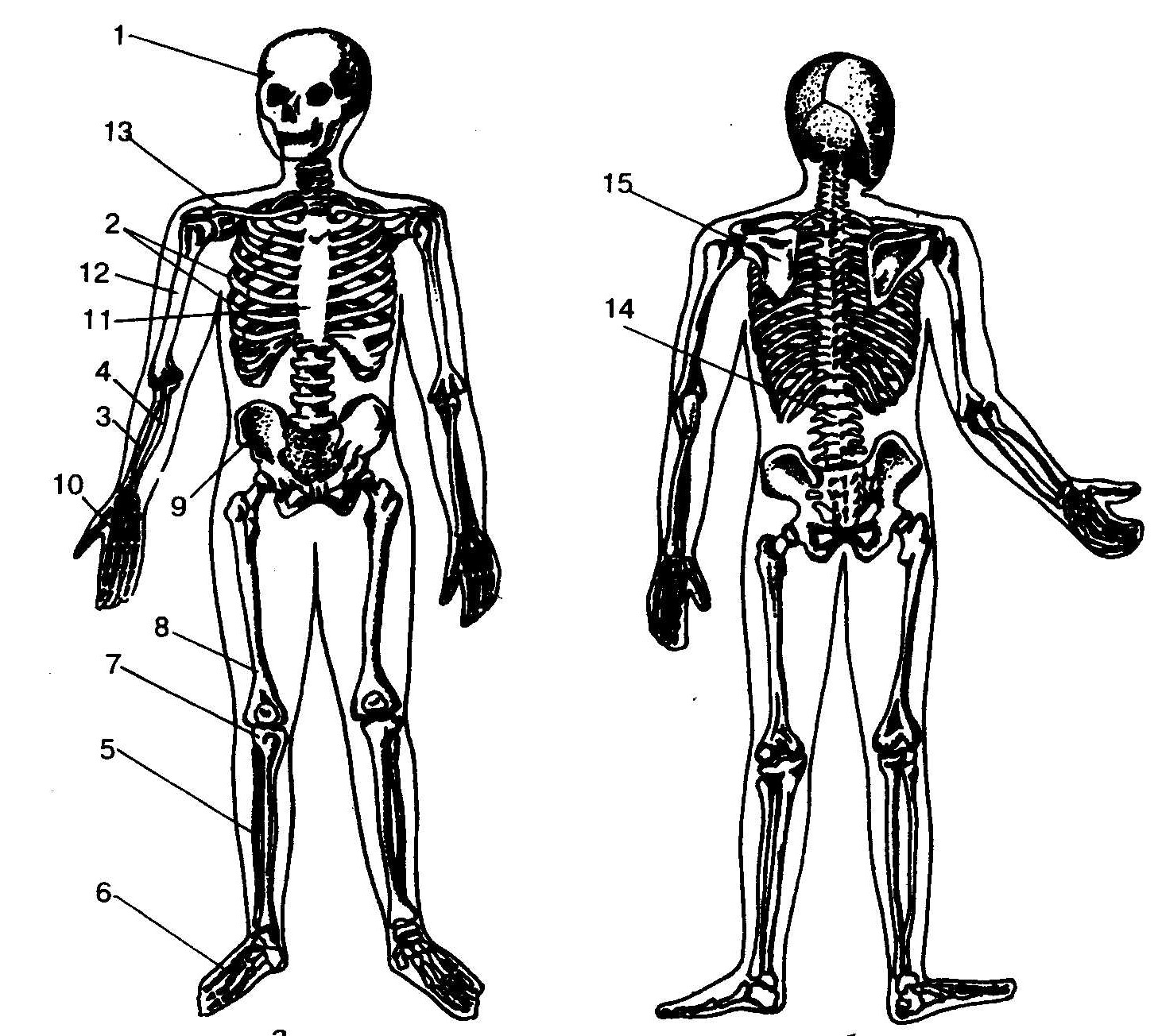 Скелет человека с названием костей 4 класс. Рис 13 скелет человека. Строение скелета человека без подписей. Кости скелета схема.