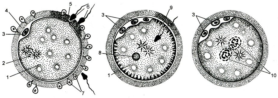 Органы размножения половые клетки оплодотворение. Пронуклеус зиготы. Оплодотворение клетки схема. Пронуклеус строение. Пронуклеус яйцеклетки.