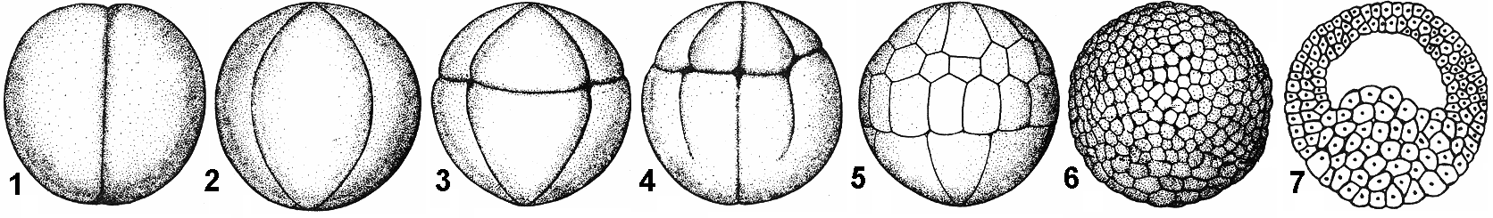 Борозды дробления. Полное неравномерное дробление яйцеклетки лягушки. Дробление яйцеклетки амфибий. Дробление зиготы амфибий. Дробление яйцеклетки лягушки.