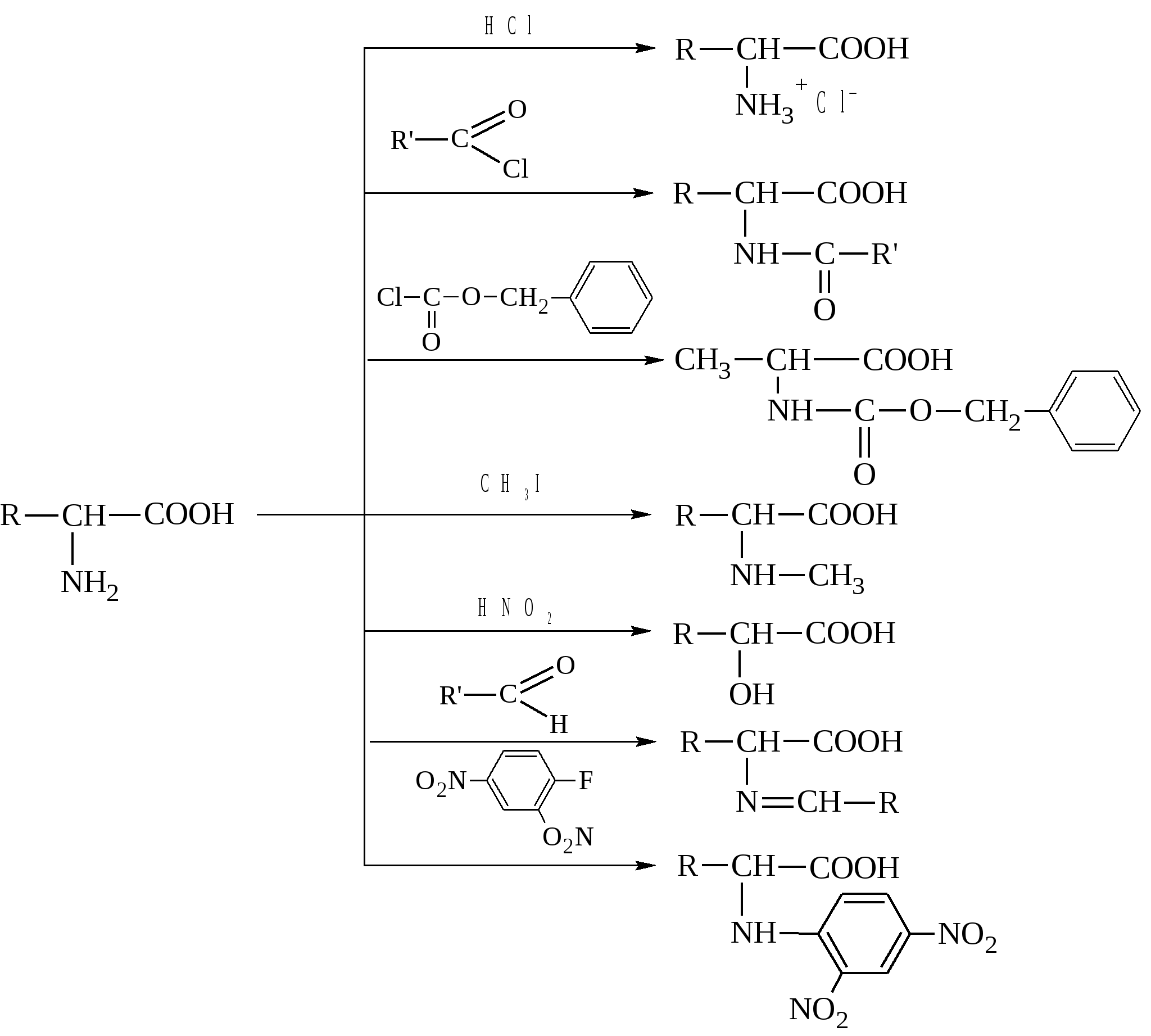 В реакцию с аминокислотами вступает. Аминокислоты с sh группой. Аминокислоты реакции по гидроксильной группе. 2 4 Динитрофторбензол с аминокислотами. Аминокислоты с гидроксильной группой.
