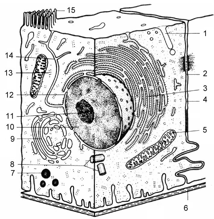 Строение эукариотической клетки рисунок