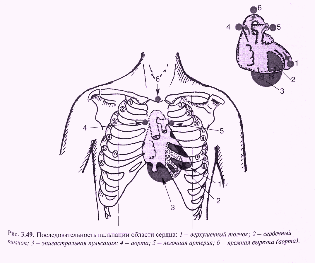 Границы сердца рисунок