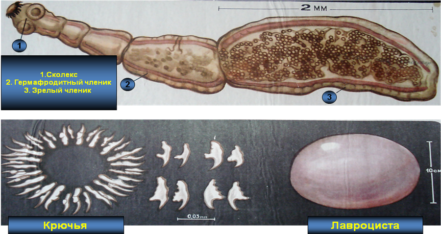 Личинки эхинококка фото