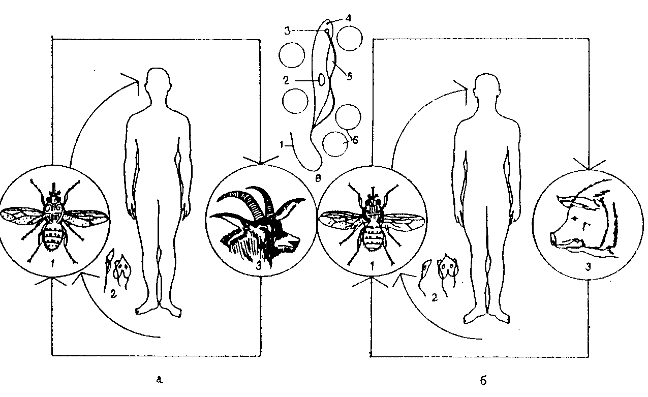 Основной хозяин муха цеце основной хозяин человек. Трипаносома гамбиенсе жизненный цикл. Трипаносома gambiense жизненный цикл. Трипаносома brucei жизненный цикл. Жизненный цикл африканской трипаносомы.