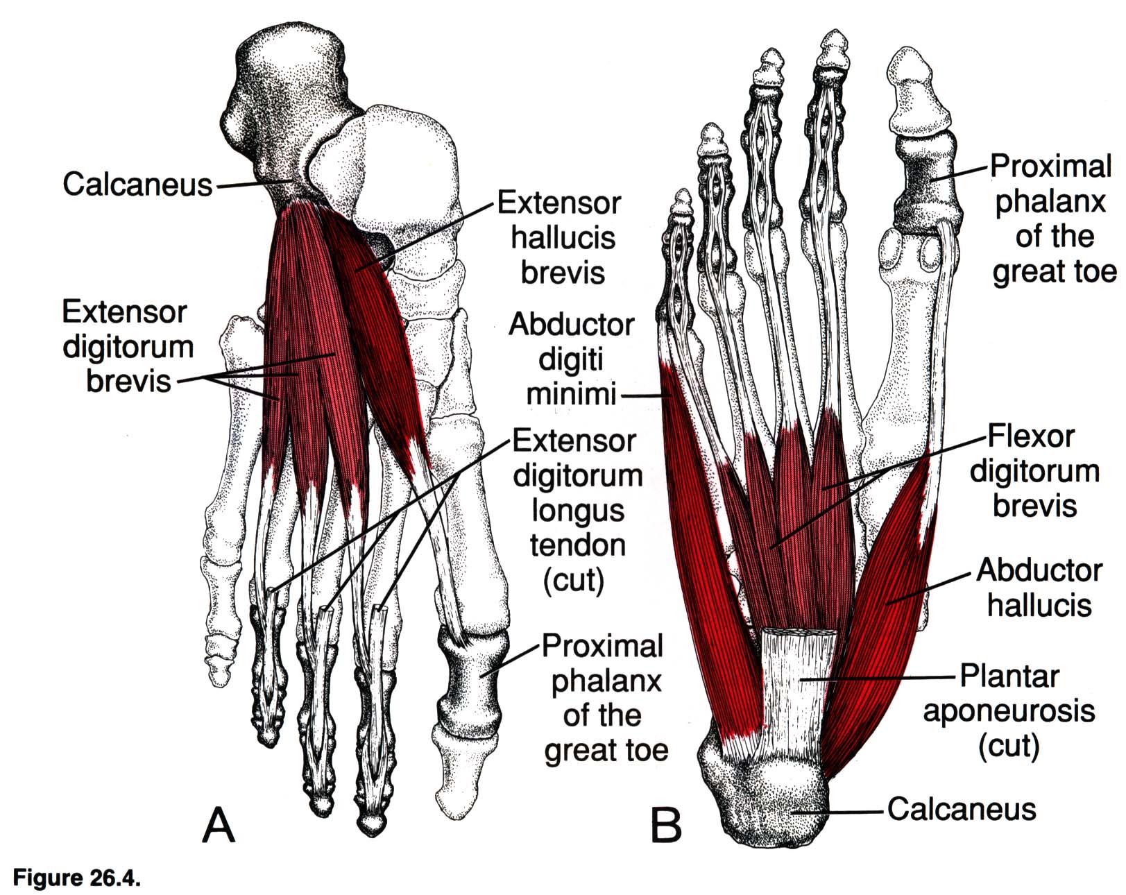 Foot muscle. Мышцы сгибатели и разгибатели стопы. Мышца короткий разгибатель пальцев стопы. Короткий сгибатель большого пальца стопы анатомия. Короткий разгибатель большого пальца стопы (m.extensor Hallucis Brevis).