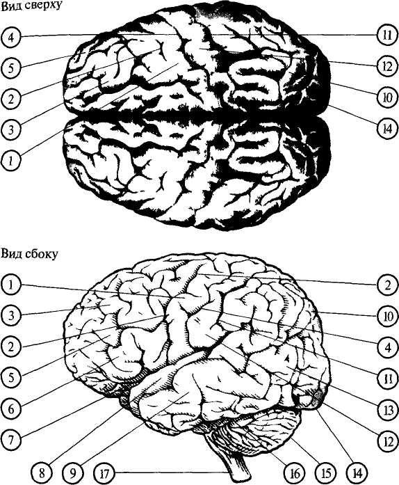 5 зон мозга. Зоны мозга нейропсихология. Карта мозга. Мозг сбоку сверху. Карта мозга нейропсихология.