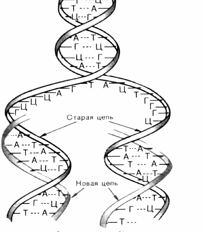 Разрыв цепи днк. Репликация ДНК рисунок. Схема репликации молекулы ДНК. Схема репликации молекулы ДНК рис. Схема репликации ДНК рисунок.