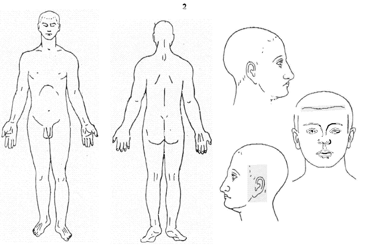 Схема тела человека