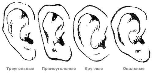 Форма ушей и характер человека с картинками изгибы раковины