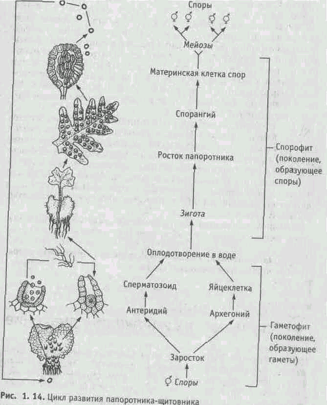 Жизненный цикл папоротника схема 5 класс