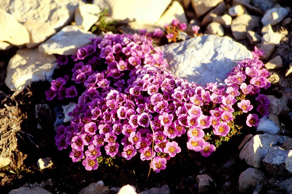 saxifraga oppositifolia 14-98-45.jpg