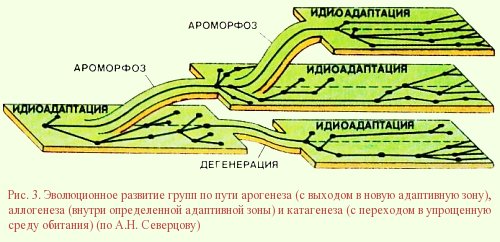 Какой путь достижения биологического прогресса обозначен на рисунке цифрой 1