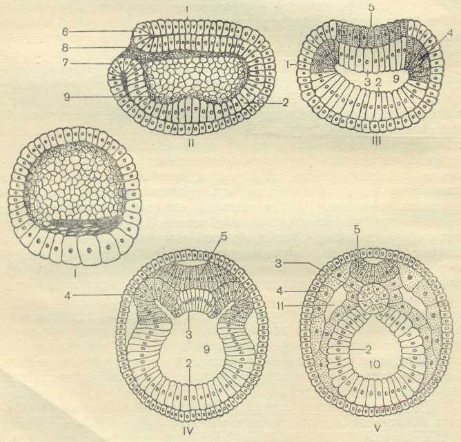 Рассмотрите рисунок на котором представлена схема эмбриогенеза ланцетника