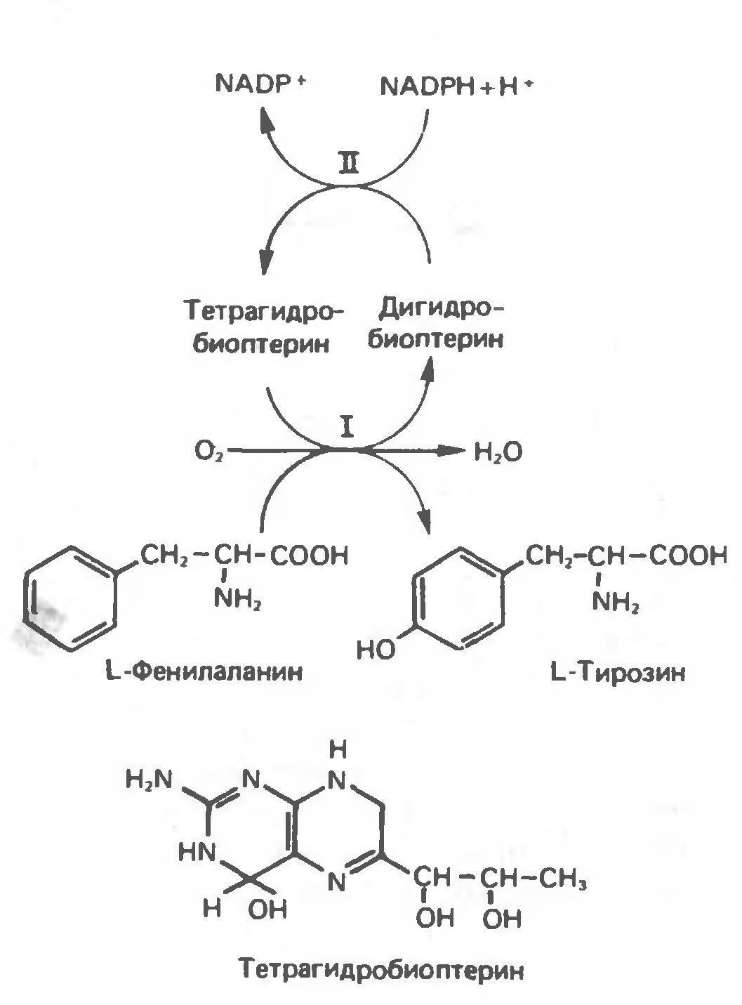 Биоптерин. Биоптерин биохимия. Тетрагидробиоптерин витамин биохимия. Тетрагидробиоптерин Синтез. ТГБП биохимия.
