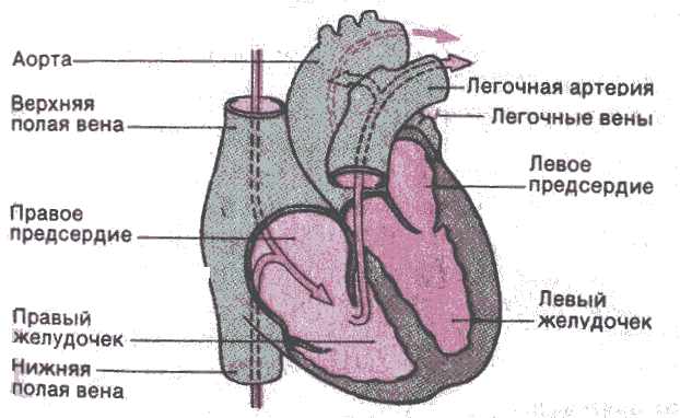 Стенка камеры сердца толще