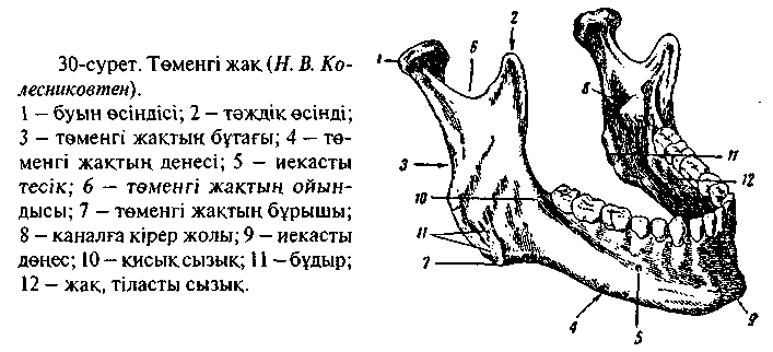 Нижняя челюсти животных. Нижняя челюсть. Венечный отросток нижней челюсти. Венечный отросток нижней челюсти животных. Нижняя челюсть вид сбоку.