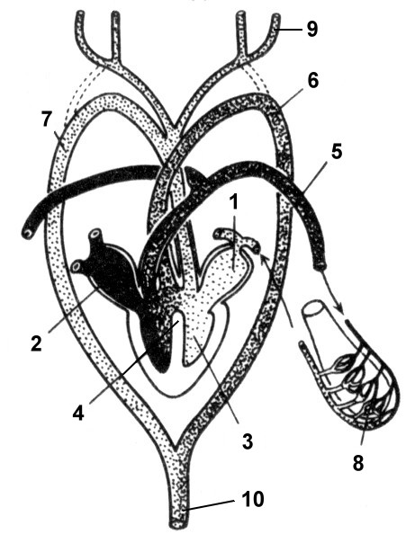 Схема строения сердца ящерицы