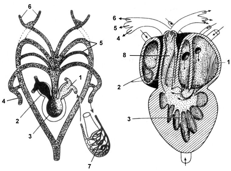Сердце лягушки. Строение сердца лягушки. Строение сердца лягушки 7 класс биология. Внутреннее строение сердца лягушки. Строение сердца земноводного.