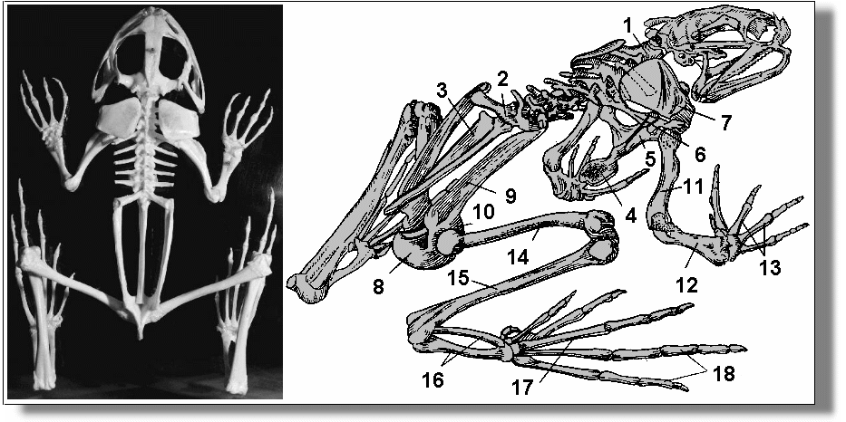 Скелет лягушки позвоночник. Строение скелета лягушки. Скелет лягушки биология 7 класс Константинов. Скелет позвоночника лягушки. Скелет лягушки рис 128.