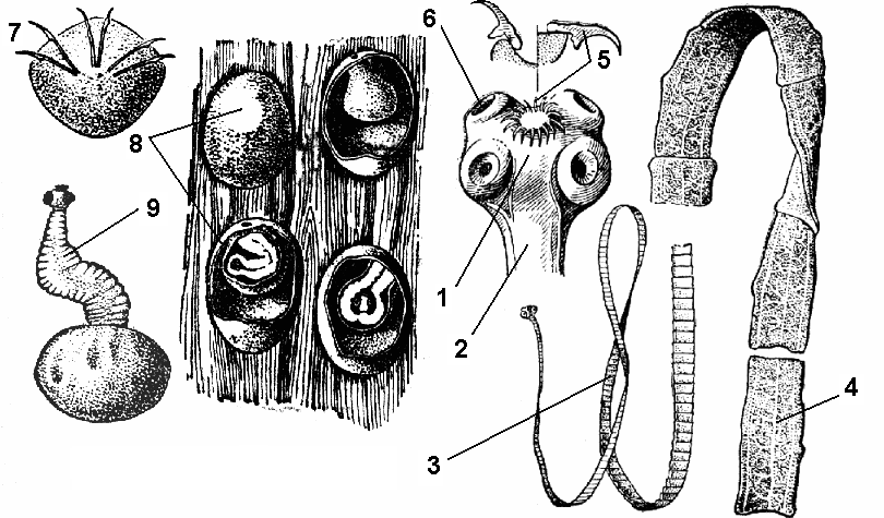 Строение паразитических червей. Строение финны бычьего цепня. Финна свиного цепня строение. Финна бычьего цепня строение. Головка финны свиного цепня.