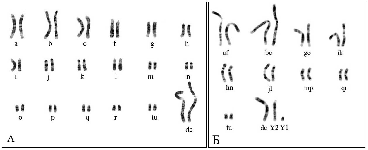 Сколько хромосом содержит кариотип собаки. Кариотип кукурузы. Кариотип мха. Кариотип курицы 2n. Кариотип Барабинского хомячка.