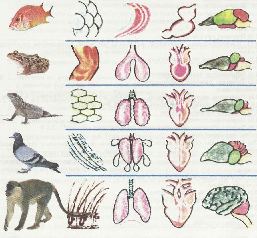Рисунки органов животных. Эволюция систем органов позвоночных животных. Эволюция систем органов хордовых животных. Эволюция систем органов животных дыхательная система. Эволюция систем органов у животных и растений.