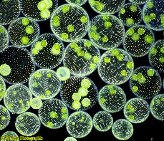 фото водоросли вольвокса