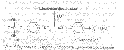 Фосфатаза реакции. Щелочная фосфатаза катализирует реакцию. Катализируемая реакция щелочной фосфатазы. Реакция с щелочной фосфатазой. Щелочная фосфатаза химическая формула.