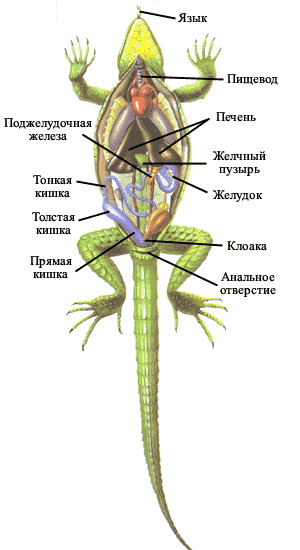 Рисунок вскрытой ящерицы