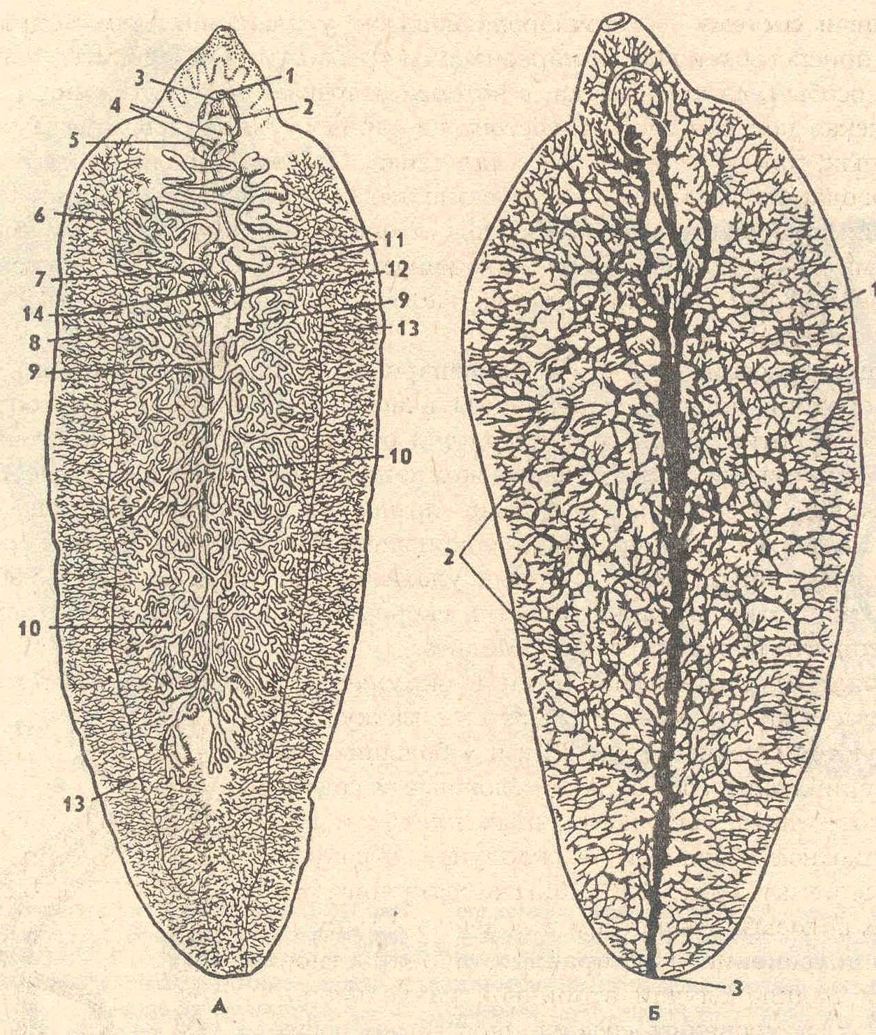 Печеночный сосальщик ответ 1. Печеночный сосальщик (Fasciola hepatica). Пепеченочный чосальшик. Пищеварительная система печеночной двуустки. Марита печеночного сосальщика.