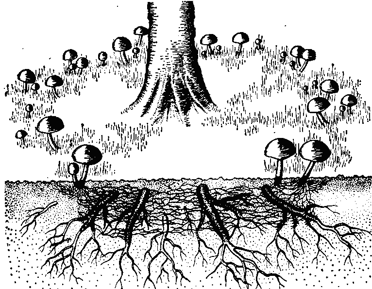 Грибница корень. Микориза гриба. Мицелий и корни деревьев. Симбиоз гриба и дерева. Грибница разрастается.